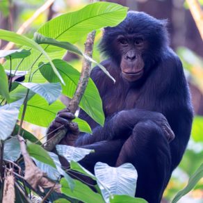 Un bonobo (Pan paniscus), grand singe endémique des forêts de la République démocratique du Congo. Les bonobos sont des primates sociaux qui vivent en groupes pouvant compter de 30 à 80 individus. Ils sont connus pour leur structure sociale matriarcale, où les femelles forment des coalitions pour dominer les mâles. Contrairement aux chimpanzés communs, les bonobos sont majoritairement végétariens et moins enclins à la violence intergroupe.