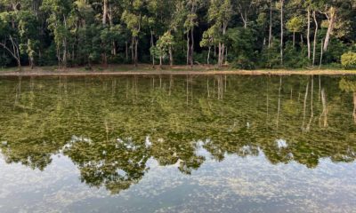 Effet miroir sur la surface calme de l'eau, qui présente une teinte verdâtre. Ce type d'écosystème est crucial pour la biodiversité et fait l'objet de programmes de conservation. Parc National Nouabalé-Ndoki, République du Congo.