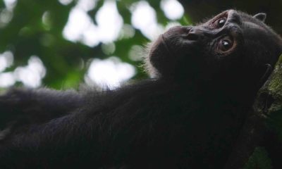 Aida, une femelle chimpanzé, se repose dans l'ombre du feuillage pendant les heures chaudes de la journée, Parc National Nouabale Ndoki République du Congo.