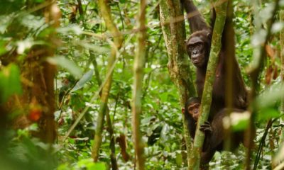 Thérèse et Elaine (bébé) jettent un coup d'œil aux spectateurs tout en descendant de la canopée. Les bébés préfèrent grimper sur leur mère lorsqu'ils commencent à se déplacer. Parc National Nouabale Ndoki République du Congo.