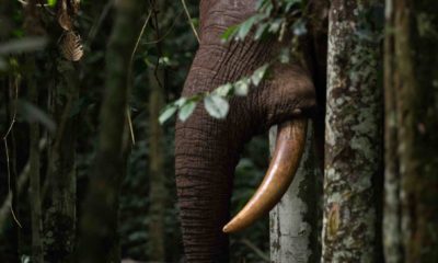 Un éléphant de forêt apparaît soudain entre les troncs d'arbres, dans la forêt tropicale du Parc National Nouabale Ndoki République du Congo.