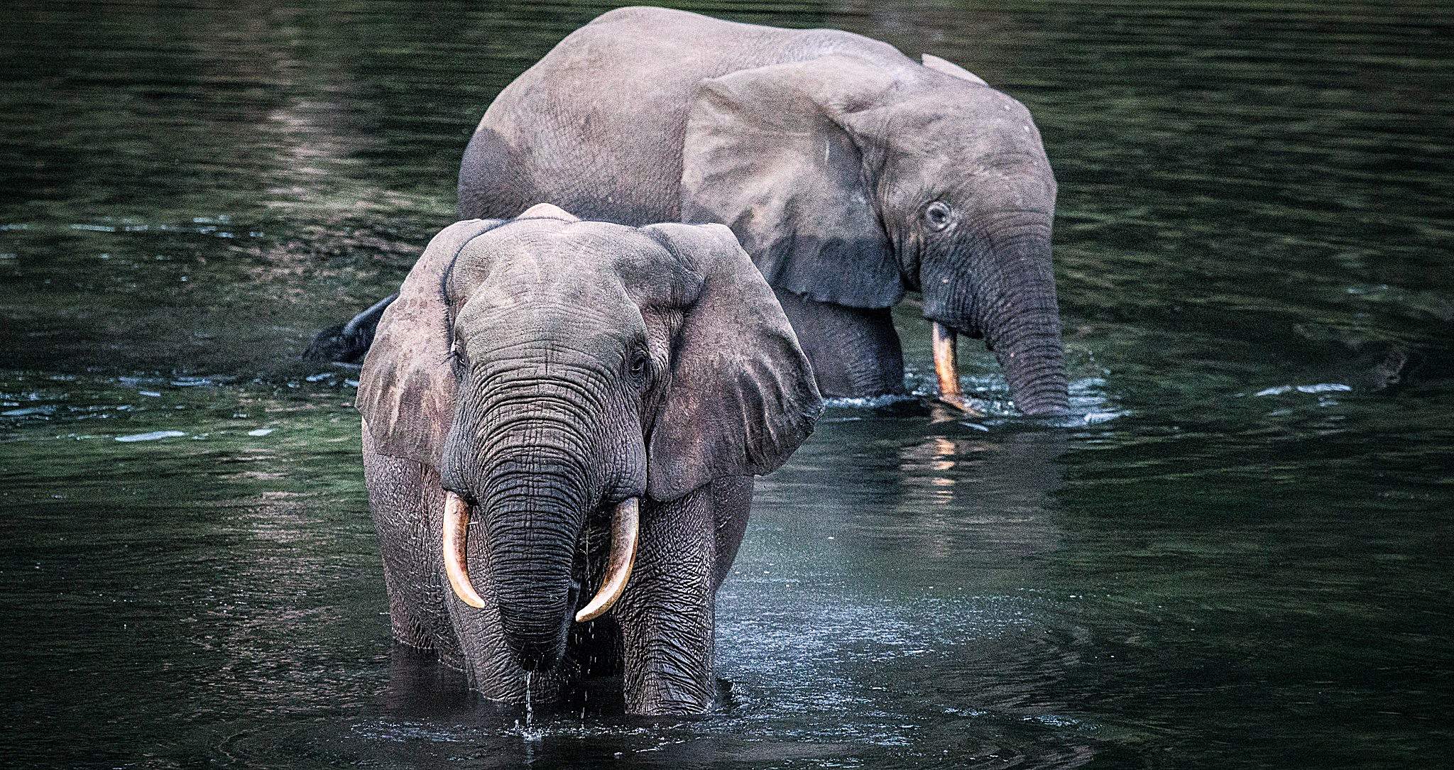 Deux éléphants de forêt dans l'eau dans le Parc National Nouabale Ndoki République du Congo. Ces animaux jouent un rôle crucial en tant que "méga-jardiniers" de la forêt, dispersant les graines de nombreux arbres sur de vastes distances.
