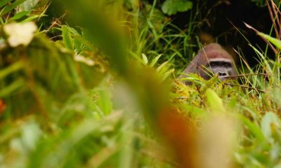 Au début de sa période d'habituation, Makassa gardait toujours un œil sur les observateurs. Même si les humains ne pouvaient pas toujours le voir, il savait toujours où nous étions. Parc National Nouabale Ndoki République du Congo.