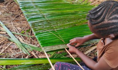 Fabrication artisanale de nattes à partir de feuilles de palmier. Ce type de structure est fréquemment utilisé comme matériau de toiture durable dans les régions tropicales. La technique consiste à tresser ou lier des fibres végétales pour créer un panneau dense et étanche. Village de Mondolonguo en République du Congo.