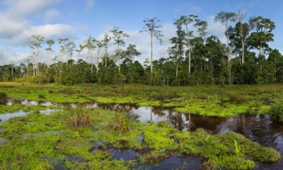 La forêt inondée borde le Baï de Lango, Parc National Odzala-Kokoua, à Ngaga Lodge en République du Congo.