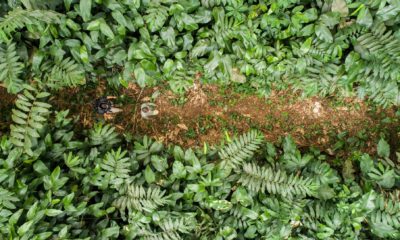Deux explorateur suivent un chemin au milieu des Marantacées, sur les traces des gorilles dans la forêt tropicale à Ngaga Lodge, proche du Parc National Odzala-Kokoua.