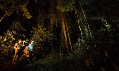 Balade nocturne à la lueur des lampes frontales dans la forêt tropicale d'Odzala-Kokoua.