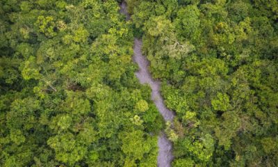 Vue aérienne d'un canal dans la forêt inondée autour du Baï de Lango, seul accès possible à travers la jungle, créé par les passages incessants des éléphants au fil du temps.