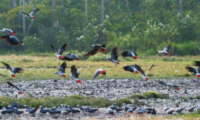 Perroquets gris du Gabon, ou Perroquet jaco (Psittacus erithacus), en anglais Congo Grey Parrot, volent ent groupes et viennent chercher les minéraux dans le sol boueux du Baï de Lango, dans le Parc National Odzala-Kokoua en République du Congo