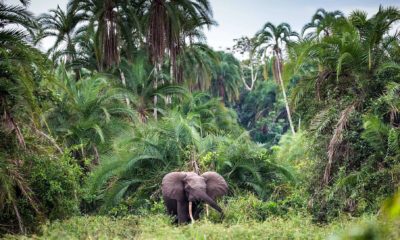 Éléphant de forêt au bord du Baï de Lango, dans le Parc National Odzala-Kokoua en République du Congo.