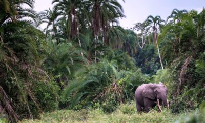 Éléphant solitaire au bord du Baï de Lango, dans le Parc National Odzala-Kokoua en République du Congo.