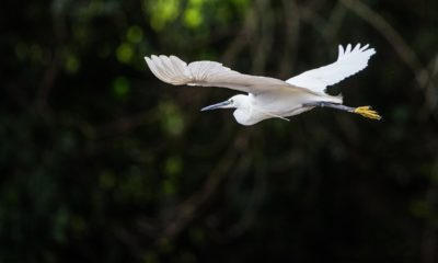 Aigrette garzette (Egretta garzetta) dans le Parc National Odzala-Kokoua en République du Congo