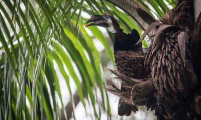 Calao à casque noir (Black-Casqued Hornbill) dans la forêt de Lango, Parc National Odzala-Kokoua en République du Congo