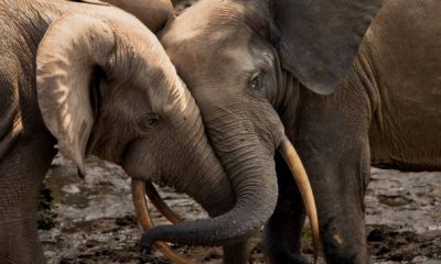 Deux jeunes éléphants de forêt s'amusent à se battre près de Lango Baï, dans le Parc National Odzala-Kokoua en République du Congo