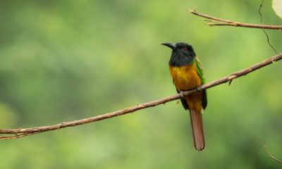 Merops breweri, guêpier à tête noire (Black-headed Bee-eater) dans le Parc National Odzala-Kokoua en République du Congo
