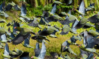 Pigeons verts africains (Treron calvus) en vol au-dessus du Baï de Lango, dans le Parc National Odzala-Kokoua en République du Congo.