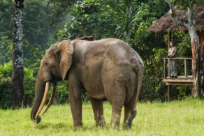 Un éléphant de forêt fait une visite aux hôtes de Mboko Lodge, dans le Parc National Odzala-Kokoua en République du Congo