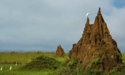 Une aigrette garzette (Egretta garzetta) perchée sur une termitière à Mboko Lodge dans le Parc National Odzala-Kokoua en République du Congo