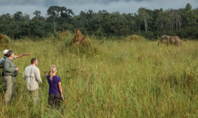 Des voyageurs observent un éléphant de forêt lors d'un excursion à pied proche de Mboko Lodge, dans le Parc National Odzala-Kokoua en République du Congo