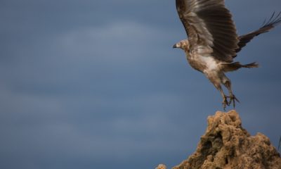 Un jeune vautour Palmiste africain (Gypohierax angolensis) prend son envol depuis une termitière à Mboko Lodge, dans le Parc National Odzala-Kokoua en République du Congo