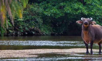 Un buffle de forêt observe depuis le bord de la rivière Lekoli, entourée de la forêt tropicale, à Mboko Lodge, dans le Parc National Odzala-Kokoua en République du Congo