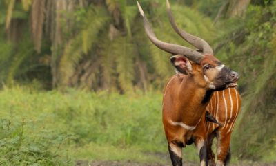 Un Bongo mâle dans la forêt autour de Mboko Lodge, dans le Parc National Odzala-Kokoua en République du Congo