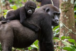 Une gorille de plaine avec son petit sur le dos dans la forêt tropicale de Ngaga, dans le Parc National Odzala-Kokoua en République du Congo.