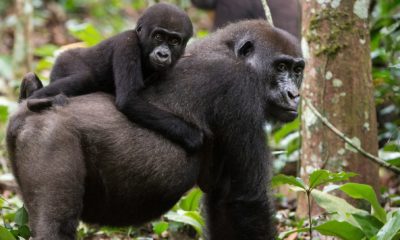 Une gorille de plaine avec son petit sur le dos dans la forêt tropicale de Ngaga, dans le Parc National Odzala-Kokoua en République du Congo.