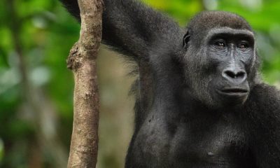 Un jeune male gorille dans la forêt tropicale d'Odzala autour de Ngaga Lodge.