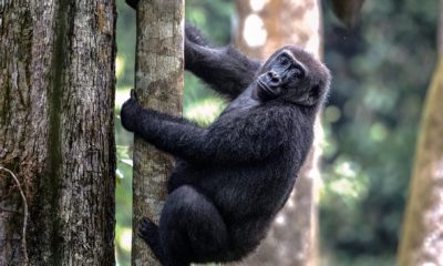 Un gorille de plaine grimpe sur un arbre dans la forêt tropicale de Ngaga, dans le Parc National Odzala-Kokoua en République du Congo.