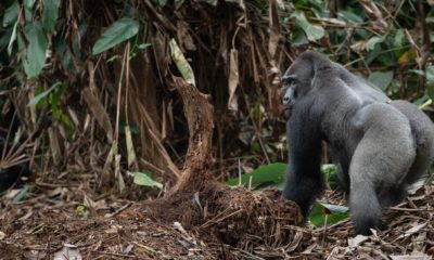 Un gorille silverback dans la forêt tropicale d'Odzala autour de Ngaga Lodge.