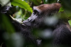 Un gorille de plaine dans la forêt tropicale de Ngaga, dans le Parc National Odzala-Kokoua en République du Congo.