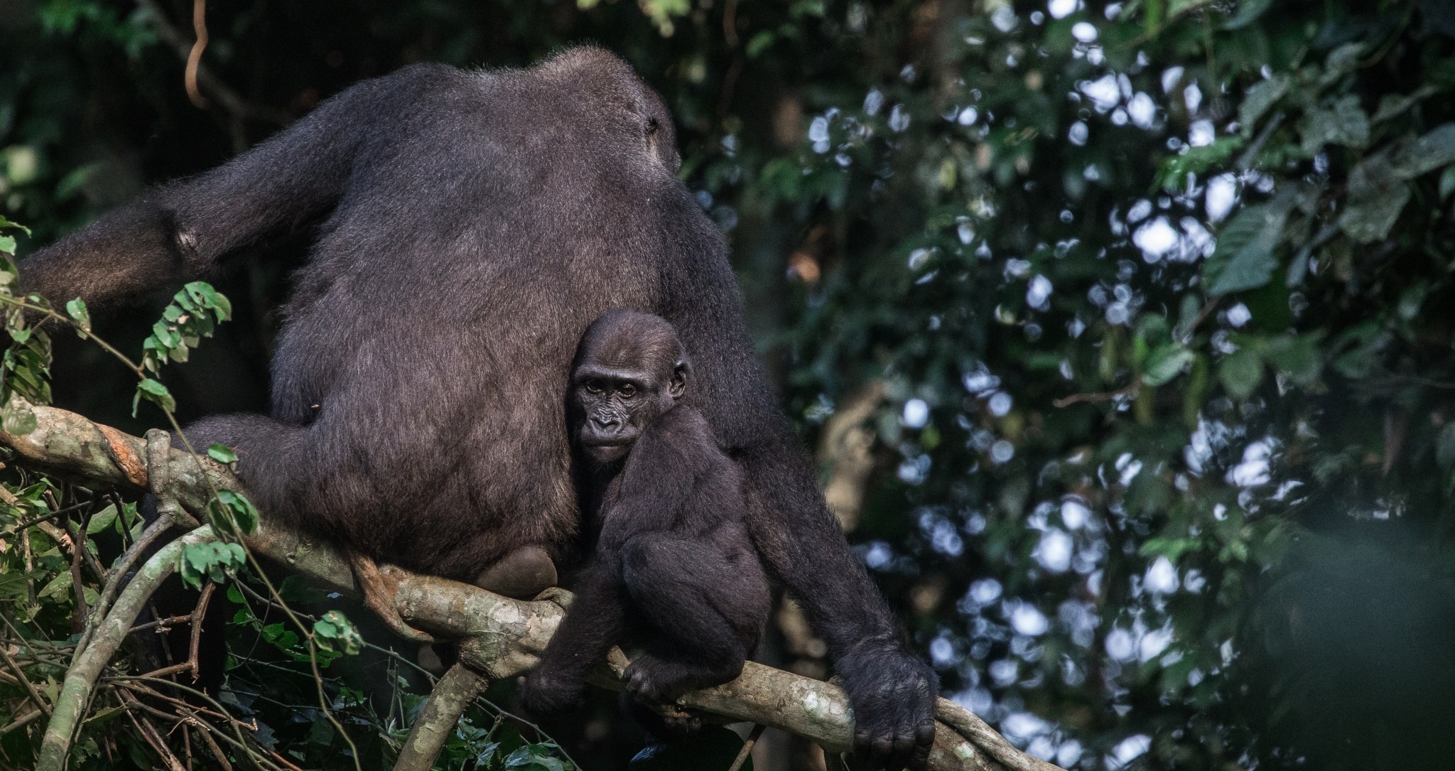 Un bébé gorille de plaine et sa maman sur une branche, dans la forêt tropicale de Ngaga, proche du Parc National Odzala-Kokoua en République du Congo.