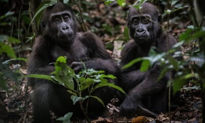 Deux jeunes gorilles dans la végétation de la forêt tropicale d'Odzala autour de Ngaga Lodge.