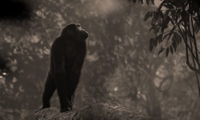 Un jeune male gorille dans la forêt tropicale d'Odzala autour de Ngaga Lodge.