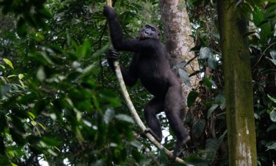 Un jeune gorille grimpe le long d'une liane dans la forêt tropicale à Ngaga, en République du Congo.
