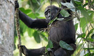 Un gorille de plaine suspendu à une liane dans la forêt tropicale de Ngaga, dans le Parc National Odzala-Kokoua en République du Congo.