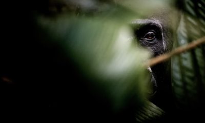 Un gorille nous observe à travers la végétation de Marantacées dans la forêt tropicale d'Odzala autour de Ngaga Lodge.