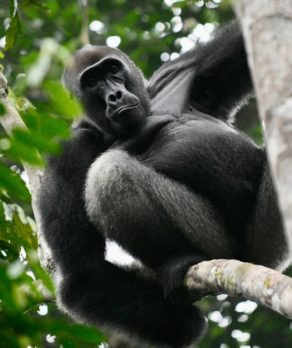 Un gorille de plaine nous observe depuis son perchoir dans un arbre à Ngaga, près du Parc National d'Odzala-Kokoua au Congo.