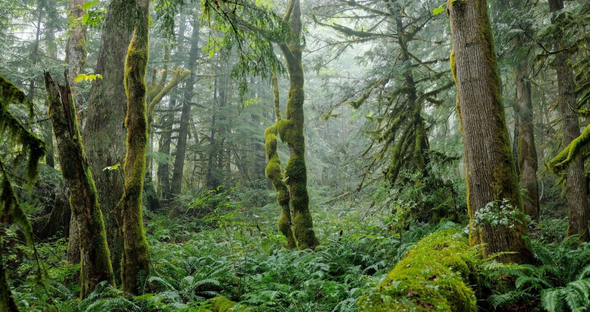 Fawn Bluff sur la côte pacifique du Canada, refuge haut de gamme offrant un accès privilégié aux fjords, aux montagnes et à la nature sauvage de Colombie-Britannique.
