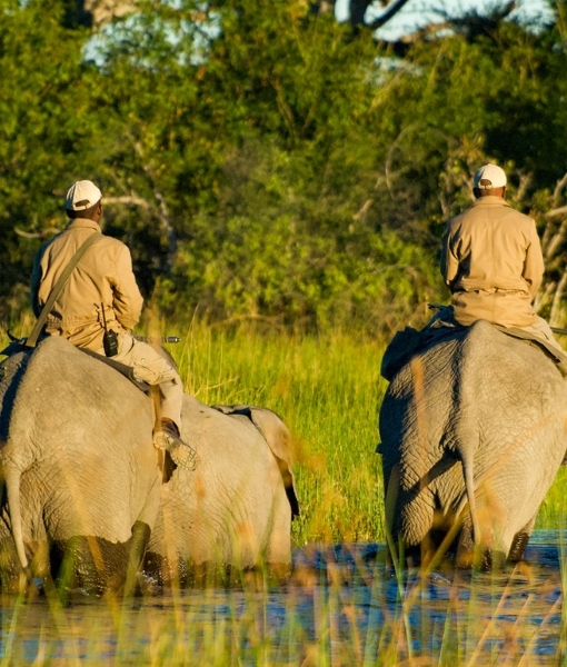 Au fil des eaux du delta de l’Okavango, le safari se vit ici à hauteur de nature, porté par le pas silencieux des éléphants – un voyage sur mesure au Botswana entre grands espaces sauvages, rencontres animales exceptionnelles et expériences exclusives au cœur de l’Afrique australe – Horizons Nouveaux.