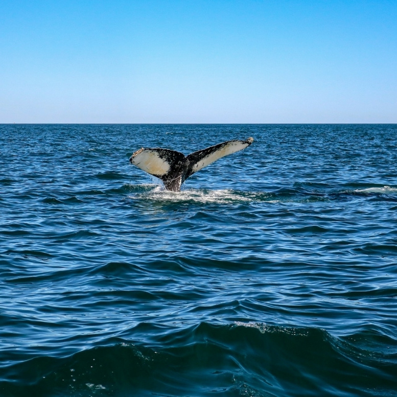 Les côtes de la Nouvelle-Écosse figurent parmi les meilleurs endroits au monde pour observer les baleines. Chaque sortie en mer offre la possibilité d’approcher ces géants des océans dans un environnement marin riche et préservé.