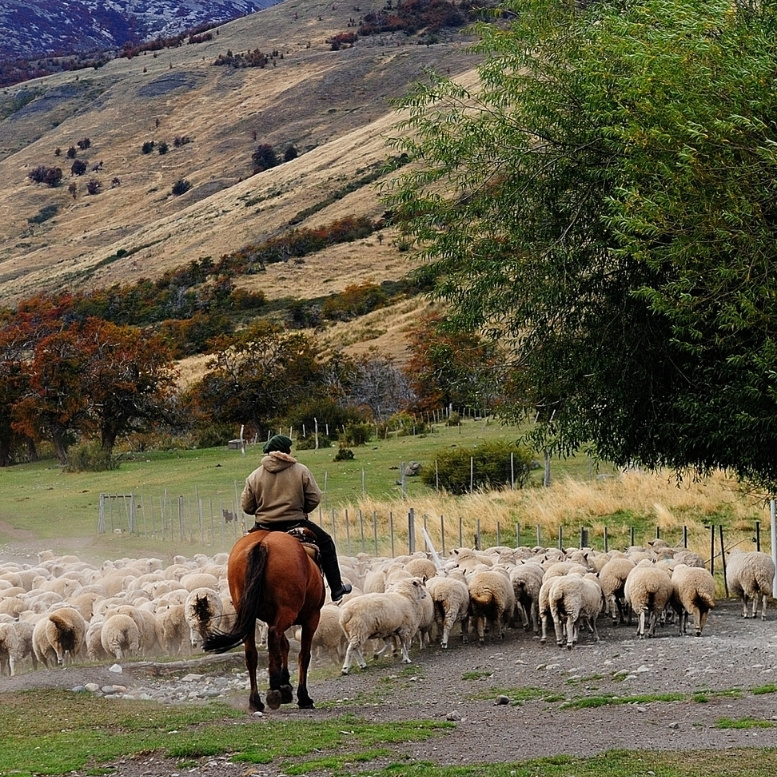 Patagonie australe, vignobles confidentiels de Mendoza et lumière estivale des grands espaces : un voyage sur mesure en Argentine en janvier entre nature spectaculaire, culture vivante et expériences d’exception – Horizons Nouveaux.