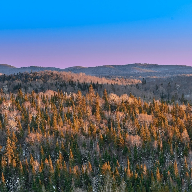 Forêt boréale du Québec au coucher du soleil, où les conifères et les bouleaux se parent de teintes dorées sous un ciel aux nuances pastel, illustrant l'immensité des espaces naturels de l'est du Canada.