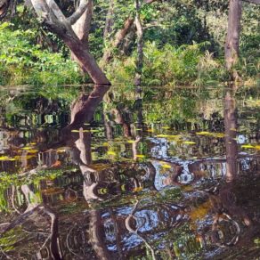 La forêt tropicale se reflète sur les eaux calmes et lisses d'un affluant de la rivière Alima en République du Congo.