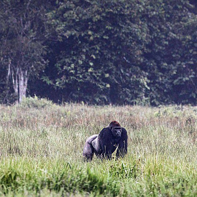 Un groupe de gorilles des plaines occidentales, une des sous-espèces les plus répandues, bien qu'elle reste menacée, s'aventure dans l'espace dégagé d'un Baï à la recherche de nourriture. Ces primates sont fascinants à observer dans leur habitat naturel, comme dans le bassin du Congo. Imbalanga Baï, Parc National Odzala-Kokoua, République du Congo.