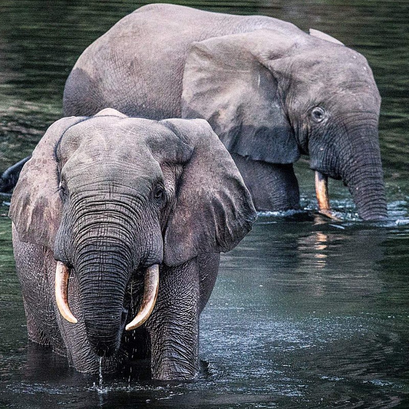 Deux éléphants de forêt dans l'eau dans le Parc National Nouabale Ndoki République du Congo. Ces animaux jouent un rôle crucial en tant que "méga-jardiniers" de la forêt, dispersant les graines de nombreux arbres sur de vastes distances.