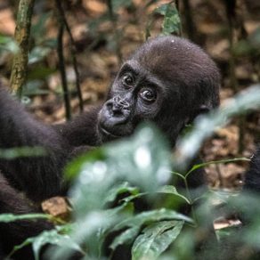 Jeune gorille des plaines occidentales, une des sous-espèces les plus répandues, bien qu'elle reste menacée. Ces primates sont fascinants à observer dans leur habitat naturel, comme dans le bassin du Congo. Parc National Nouabale Ndoki République du Congo.