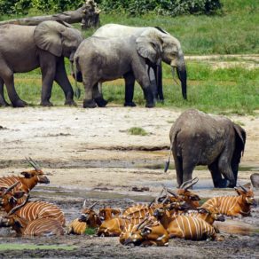 La faune, ici des éléphants de forêt et des bongos, se rassemble à Dzanga Baï, en République Centrafricaine, pour se nourrir et se baigner dans la boue, car la terre de ces clairières, appelés Baïs, est riche en minéraux.