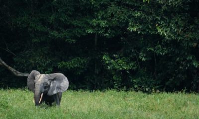 Le site de Bai Hokou est situé dans le complexe d'aires protégées de Dzanga-Sangha, au sud-ouest de la République centrafricaine, près de la ville de Bayanga. En langue locale (Ba'aka), une baï désigne une clairière naturelle au cœur de la forêt tropicale, souvent traversée par un cours d'eau. Ces zones sont essentielles car elles offrent un accès à de l'eau et à un sol riches en minéraux essentiels, que les animaux ne trouvent pas sous le couvert forestier dense.